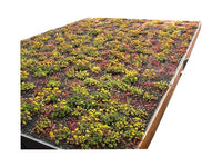 Modernes Gründach-Carport KLARE LINIE ohne Abstellraum (Einzelcarport) - FREESE Holz