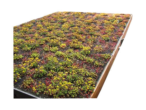 Modernes Gründach-Carport KLARE LINIE ohne Abstellraum (Einzelcarport) - FREESE Holz