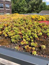 Detailaufnahme eines Gründachs mit  Sedum-Pflanzen und Substrat auf einem modernen Gartenhaus.