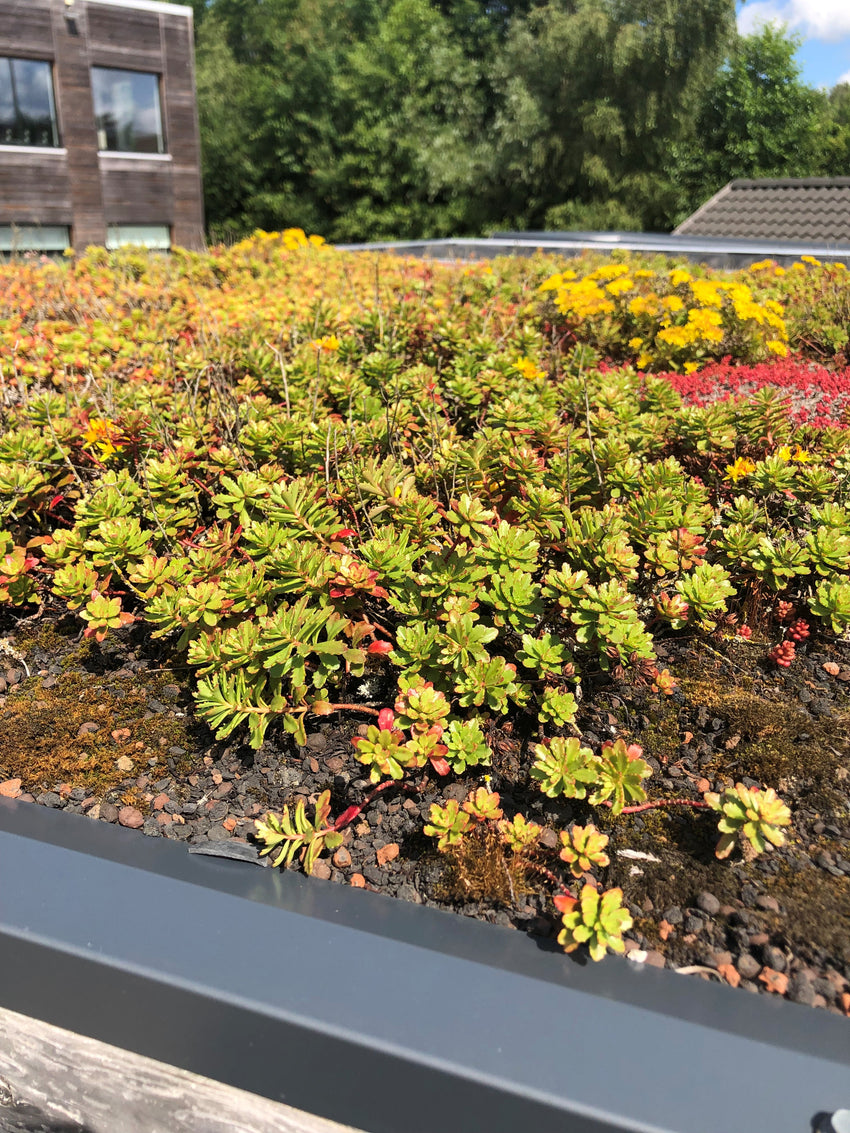 Detailaufnahme eines Gründachs mit  Sedum-Pflanzen und Substrat auf einem modernen Gartenhaus.