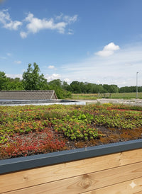 Detailaufnahme eines Gründachs mit  Sedum-Pflanzen und Substrat auf einem modernen Gartenhaus.