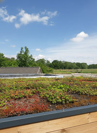 Detailaufnahme eines Gründachs mit Sedum-Pflanzen auf einem modernen Holz-Gartenhaus