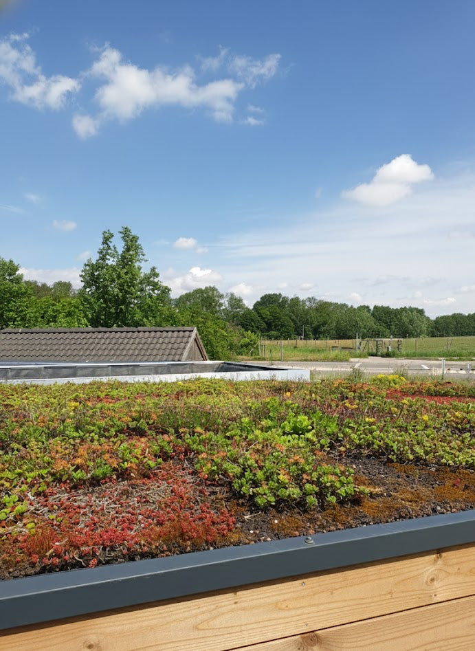 Detailaufnahme eines Gründachs mit Sedum-Pflanzen auf einem modernen Holz-Gartenhaus