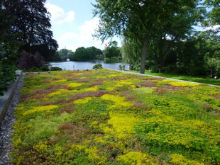 Gründach-Zubehör Dachstauden von Re-Natur